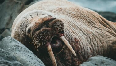 La Morsa Protegida Freya, es Asesinada Después de que los Humanos se Niegan a Dejarla en Paz La Morsa Protegida Freya, es Asesinada Después de que los Humanos se Niegan a Dejarla en Paz