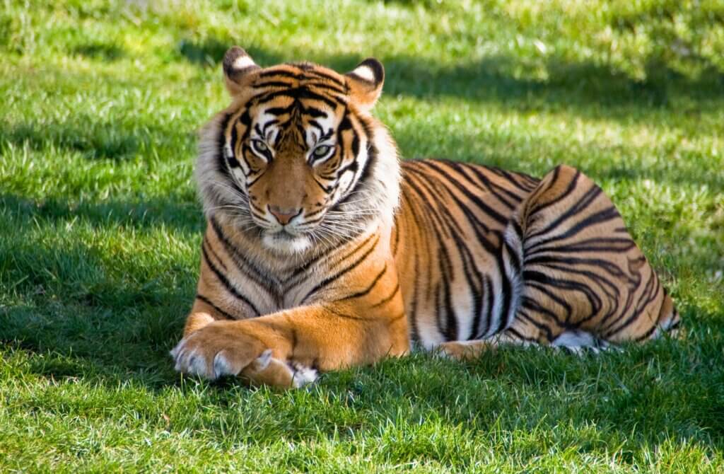Tigre acostaeo en pasto 