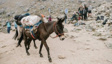 PETA Latino Pide Descanso para Asnos y Otros Animales Utilizados para “Paseos”