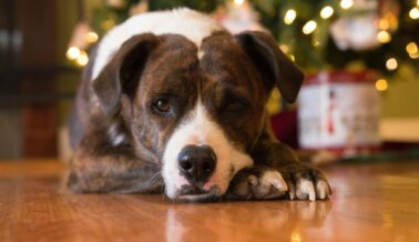 ¡No Compres un Animal en una Tienda de Mascotas o a un Criador en esta Navidad! Acá el Por Qué.