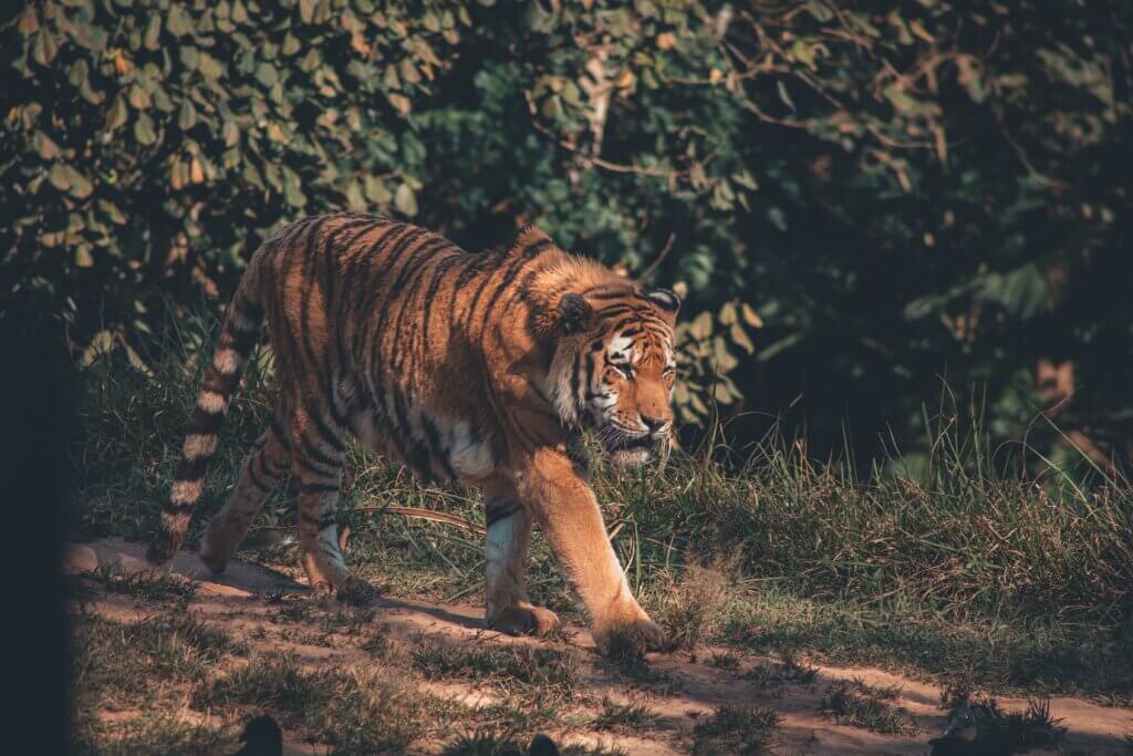 Tigre caminando 