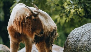 Zoológico de Carretera Mexicano Presuntamente Asesina y Sirve Cabras Como ‘Comida’ en Fiesta