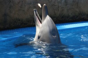 delfin en un parque marino comiendo