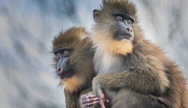 Mes de la Herencia Hispana: Celebra estas Victorias por los Derechos de los Animales en América Latina