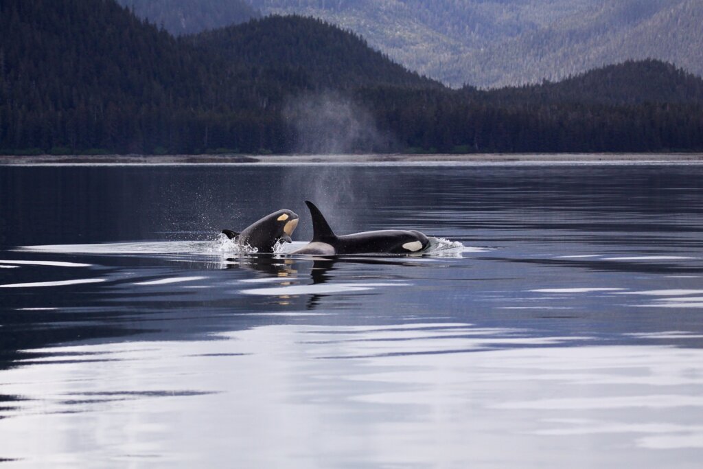 Orca saliendo del mar