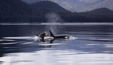 Cada orca es un individuo: la vida de Corky siendo explotada y lo que pudo haber sido Cada orca es un individuo: la vida de Corky siendo explotada y lo que pudo haber sido