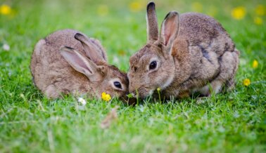 Conoce Cómo Explotan a los Conejos en Laboratorios, Granjas Peleteras y Más Este Domingo de Pascua