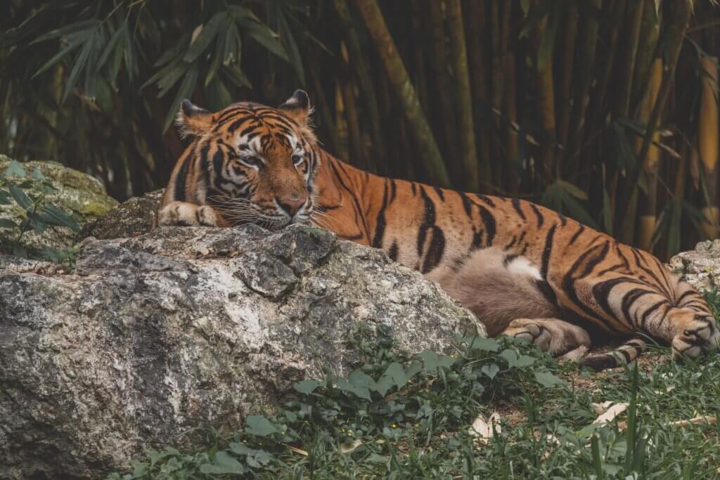 Tigre acostado sobre piedra 