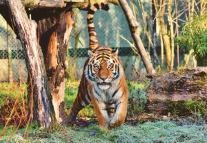 Tigre Bengala en un zoologico carretero