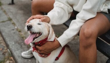 Familia se Mantiene Fiel a su Perro, Nunca lo Abandona Mientras Busca Asilo