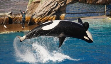 PETA Pide Cargos Criminales Tras Ataque de Orca Filmado en SeaWorld