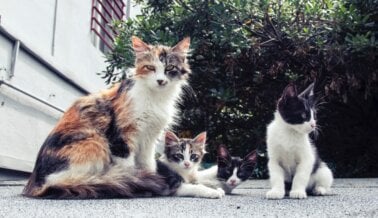 Empatía en acción: esterilizar a tus gatos para ayudar a reducir la falta de hogar de los animales