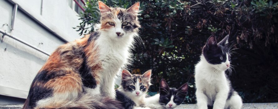 ¡Exige a la FIFA que ayude a detener la masacre de gatos y perros en Marruecos!