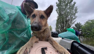 Conoce a algunos de los 300 animales que has ayudado a salvar de una tumba acuática en Ucrania