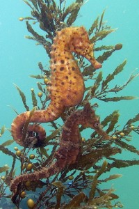 pic2seahorse