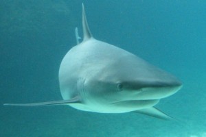 pic7shark