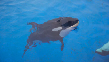 Unna es la 38va orca que muere bajo el cuidado de SeaWorld
