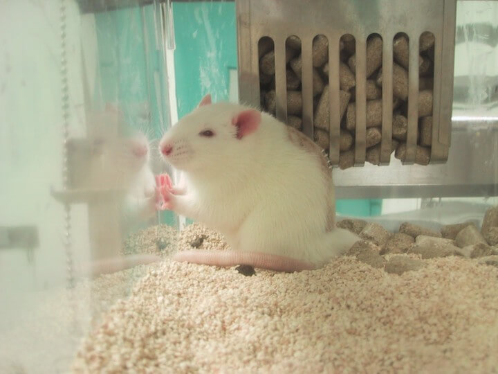 lab rat- animal testing