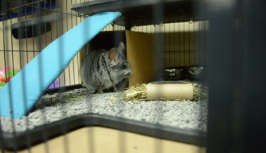PETA Rescata 420 Chinchillas de Granja Peletera de Criador de California PETA Rescata 420 Chinchillas de Granja Peletera de Criador de California