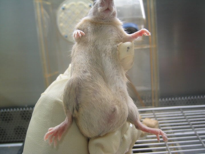 investigator holding mouse/rat with extremely swollen genital area
