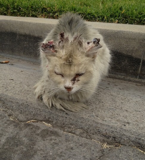 Sad feral cat with badly torn-up ears.