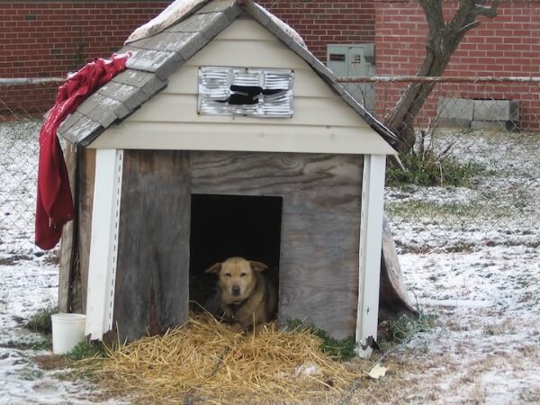 chained dog in a dilapidated dog house (with new straw from straw delivery) in snow