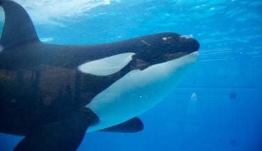 7 Videos perturbadores grabados por los visitantes del SeaWorld