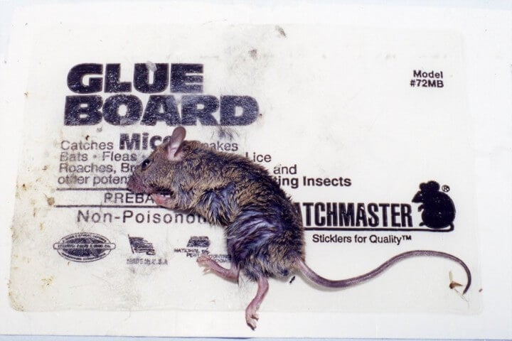 Petición gramática Diplomático 6 Pasos Para Salvar Animales Atrapados en Trampas de Pegamento - Action Alert - PETA Latino Petición gramática Diplomático 6 Pasos Para Salvar Animales Atrapados en Trampas de Pegamento - Action Alert - PETA Latino