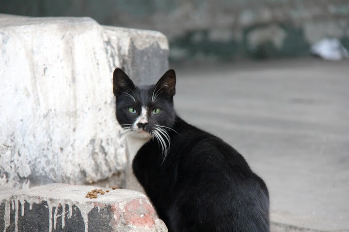 Black and white street cat in Bangkok.