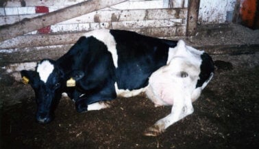 18 imágenes que la industria láctea no quiere que veas
