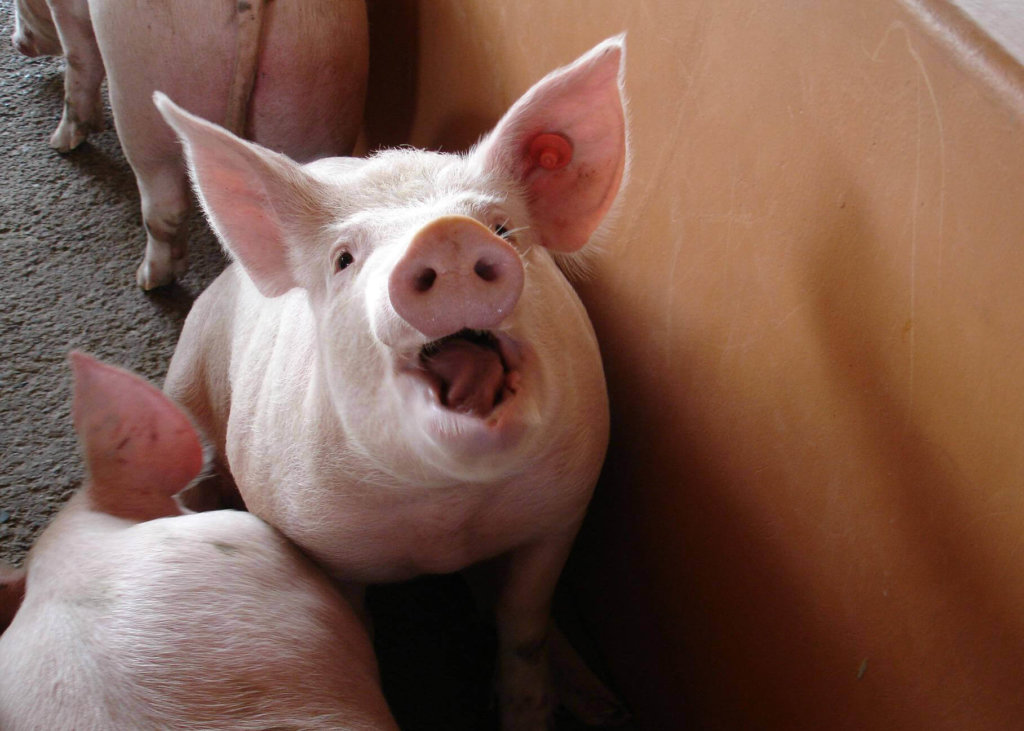 Las 10 Razones Mas Importantes Para No Comer Cerdos Entradas