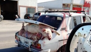 Un Camión que Llevaba Cerdos a un Matadero Vuelca y una Muchedumbre Lo Saquea y Hace una Carnicería (Video)
