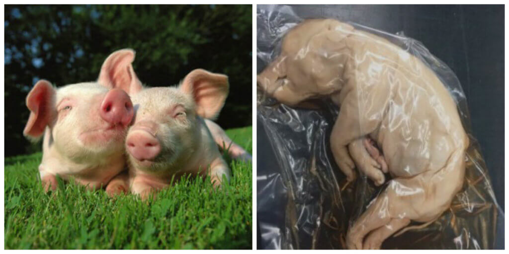 pig in plastic bag