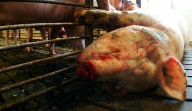 Investigación Encubierta – Cerdos Sufren y Mueren en Importante Criadero