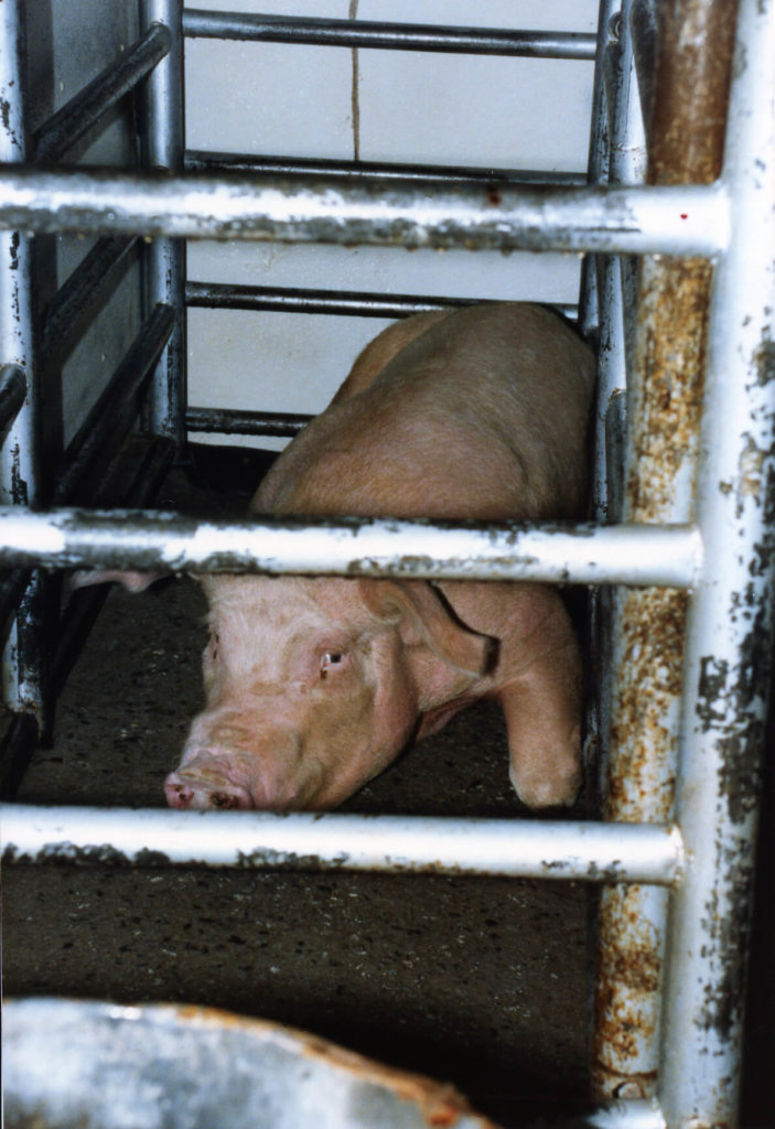 pig-slaughterhouse