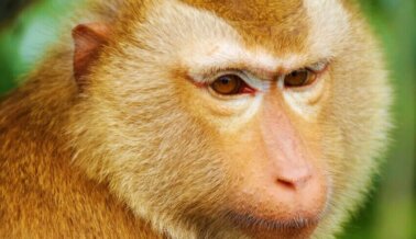 Posible Corrupción, Mono se Escapa: Es Hora de Cerrar Centro de Primates