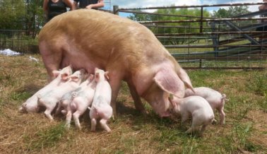 Mamá cerda y sus bebés por fin están a salvo