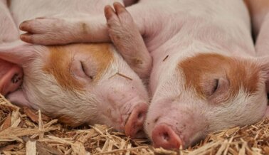 Las 10 Razones Más Importantes Para No Comer Cerdos Este ThanksVegan