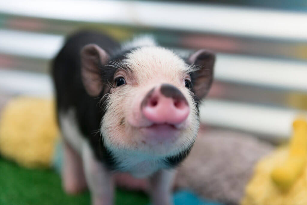 Piglet smiling