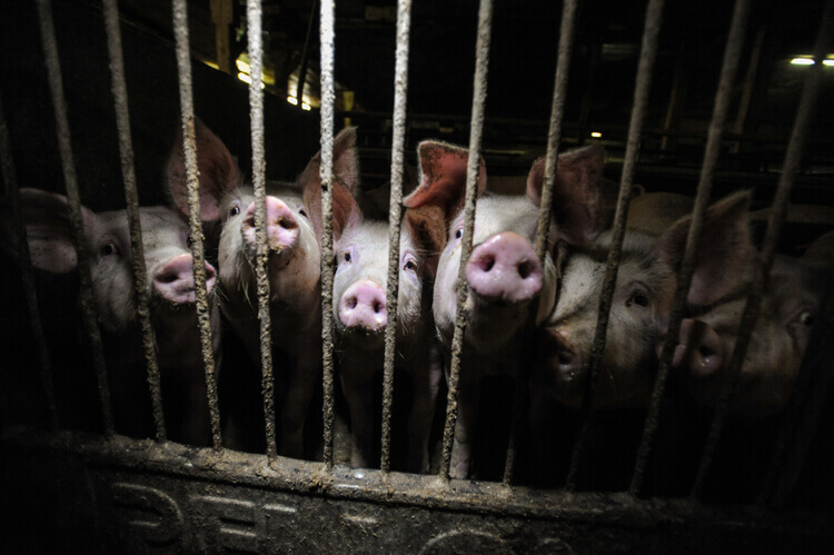 Pigs in cage