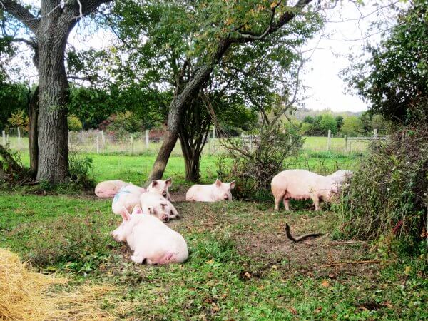 pigs on sanctuary