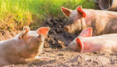 ¡Victoria! Tras presión de PETA, UT Southwestern deja de abrir cerdos vivos en formación de obstetricia y ginecología