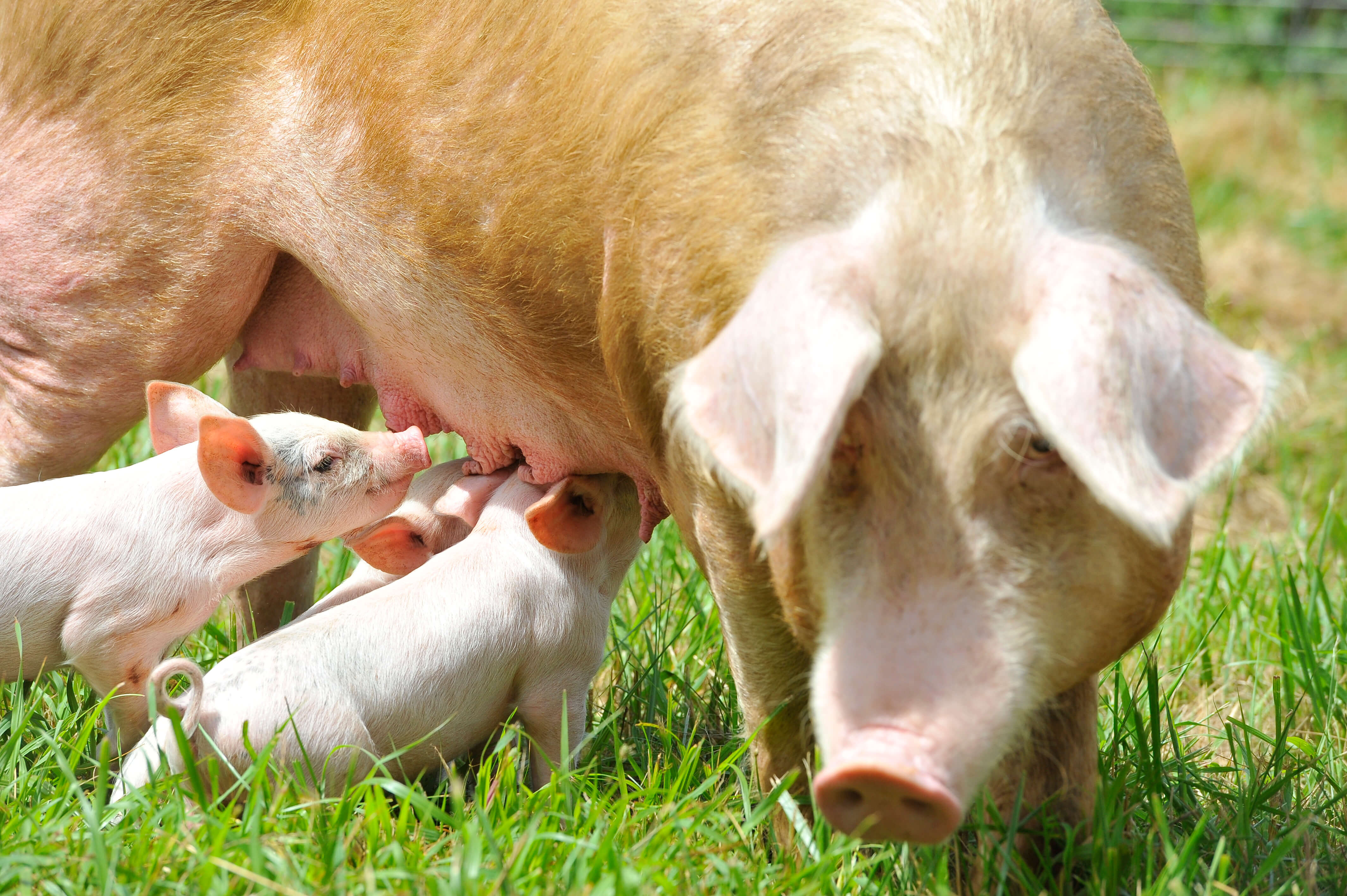 Mamá cerda y sus bebés por fin están a salvo | Entradas | PETA Latino