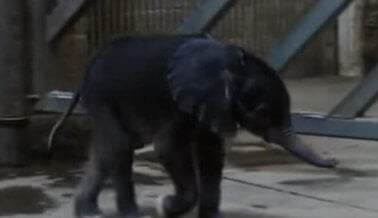 Bebé elefante muere en Zoológico de Pittsburgh después de que humanos intentaron criarla