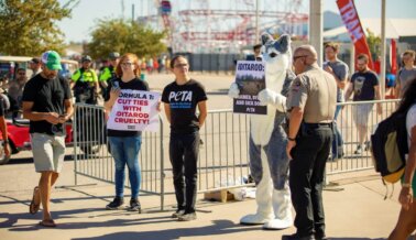 Detienen ‘Husky,’ la Mascota de PETA y a Otros Defensores de los Perros Durante Protesta Contra F1 en Austin