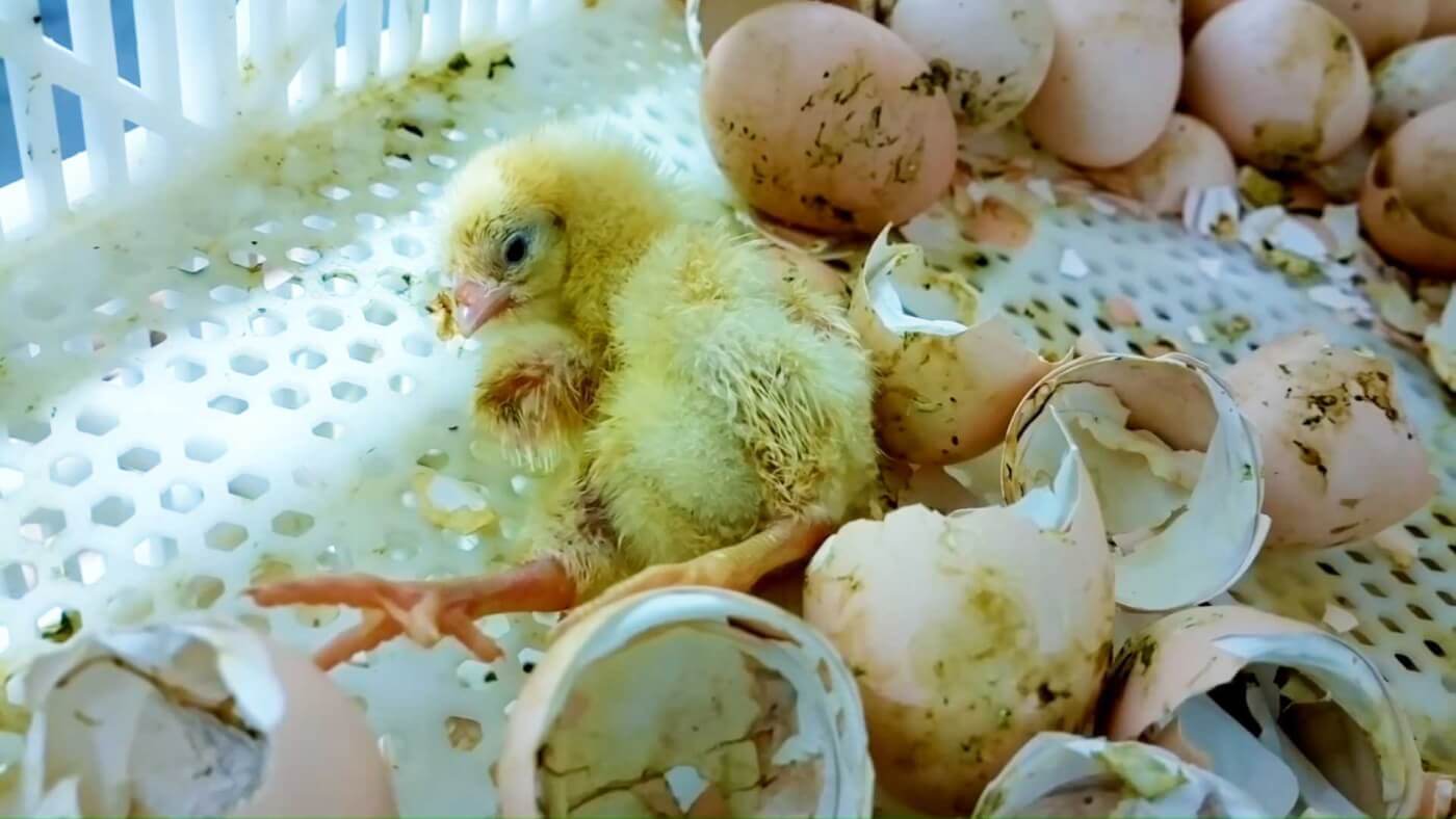 pollitos molidos vivos en granja de pollo UK
