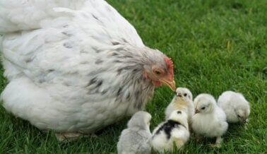 Comprar Pollitos como ‘Mascotas’ o ‘Regalos’ de Pascua es Cruel