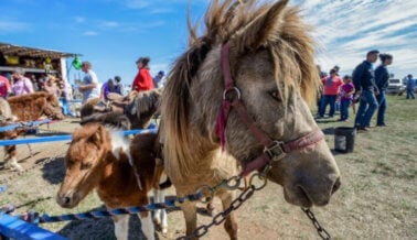 El Horror de los Paseos en Poni y los Carruseles con Animales Vivos