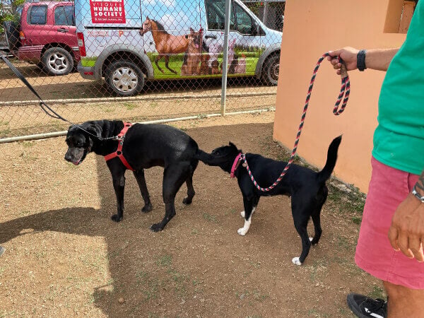 PETA Team in Puerto Rico 