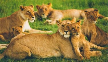 ¡Victoria! Illinois fortalece su prohibición de espectáculos itinerantes con elefantes e incluye a osos, grandes felinos y primates